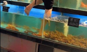三亚一超市内女子赤脚站在装虾的海鲜柜里做卫生，店方：海鲜已下架，卖出去的会照价赔偿